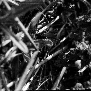 Dense, tangled branches with sparse foliage.