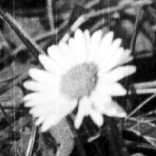 Two white daisies in overgrown grassy field.