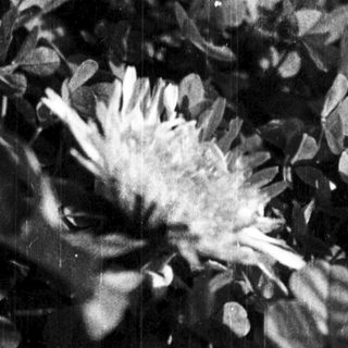 Daisy flower in monochrome with raindrops.