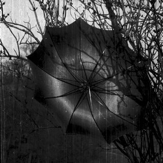 Broken umbrella with branches in background.