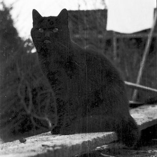 Black cat sitting on a ledge near water.
