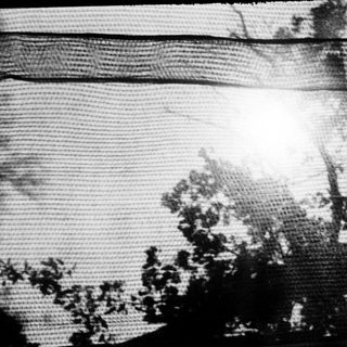 Sunlight filtering through tree branches.