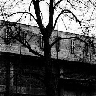 Barren tree branches against urban buildings.