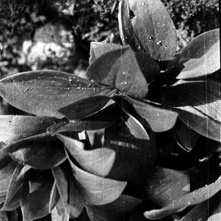 Dark, glossy leaves with dew droplets.