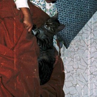 Person sleeping with cat on bed.