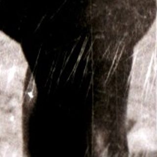 Close-up of a polar bear's fur and paw.