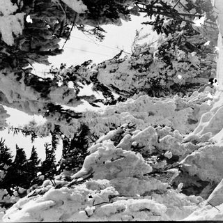 Snow-covered mountain slope with dense coniferous trees.