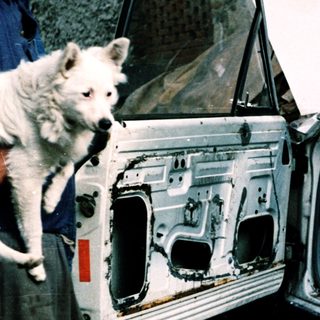 Severely damaged car interior with dog inside.