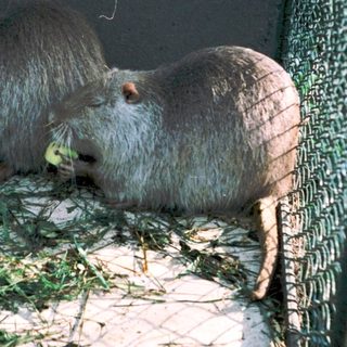 Two capybaras resting in an enclosed habitat.