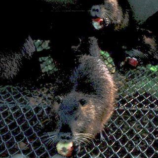 Two bears in a transport cage.