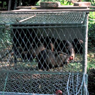 Captive raccoons in wire enclosure.