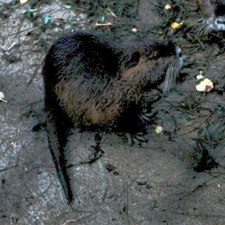 Two capybara near water, foraging on ground.