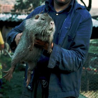 Man holding a capybara outdoors.