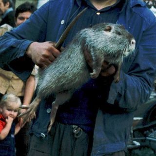 Man holding a live beaver outdoors.