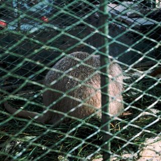 Caged animals in an enclosed pen.