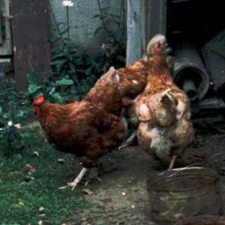 Two people feeding chickens in backyard coop.