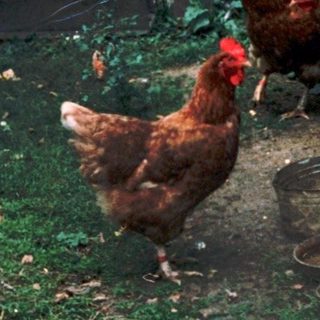 Two people feeding chickens in backyard coop.