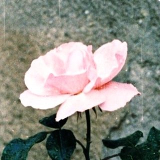 A single pink rose growing against rough concrete wall.