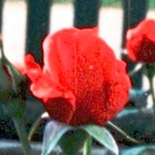 Red roses growing near a metal fence.