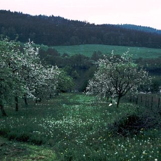 Rural orchard with blooming trees, rolling hills, and lake.