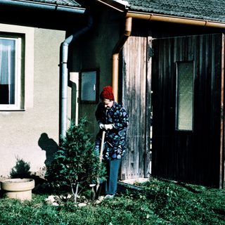 Person gardening with small tree in front of house.