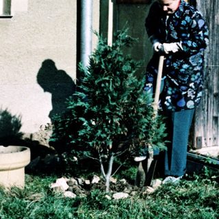 Person gardening with small tree in front of house.