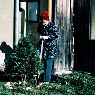 Person gardening with small tree in front of house.