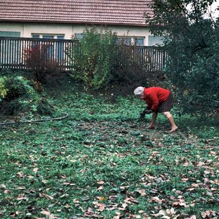 Person raking fallen leaves in backyard.