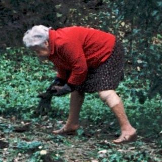Person raking fallen leaves in backyard.
