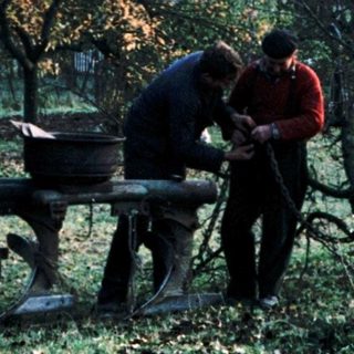 Two workers harvesting fruit with tractor-assisted equipment.
