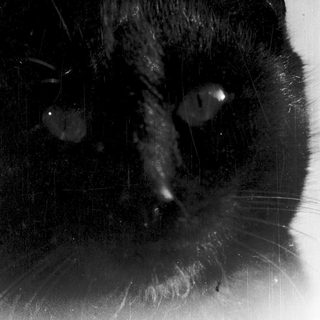 Close-up of a wet black cat's face.