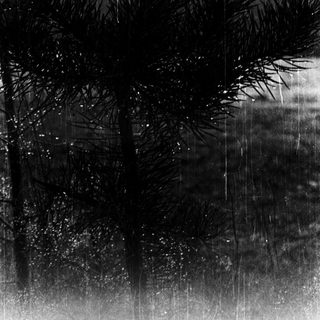 Rain falling through pine tree branches.