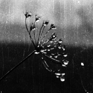 Dried Queen Anne's lace silhouetted against stormy sky.