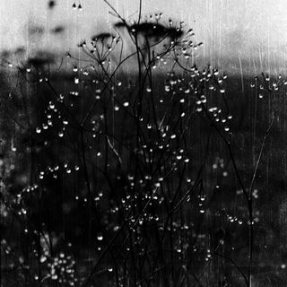 Dew-covered wildflowers and tall grasses in misty field.