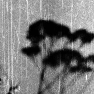 Silhouette of person casting shadow through wildflowers.