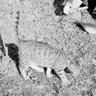 A child plays with a cat on grass.