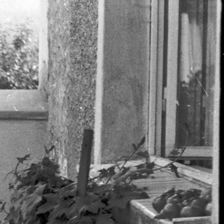 Woman gardening near a fence.