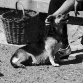 Two men outdoors, one bending to pet dog.