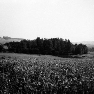 Rural landscape with open field and distant treeline.