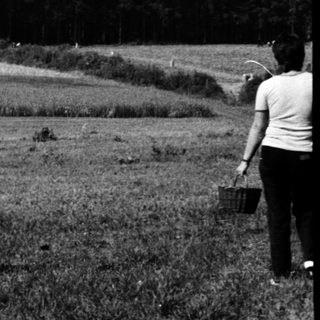 Child picking grass or flowers in rural field.