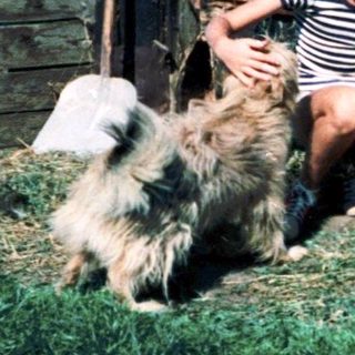 Rural scene: woman, children petting dog near farm structures.