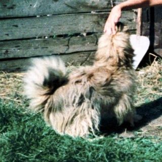Two children petting a sheep in rural barn area.