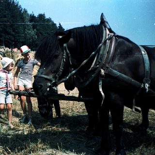 Children interacting with hay and horses on farm.