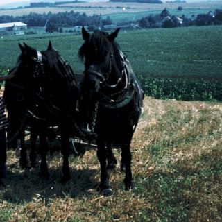 Rural scene with two children petting harnessed horses in a field.