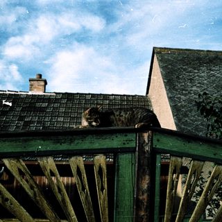 Cat perched on rustic wooden fence.