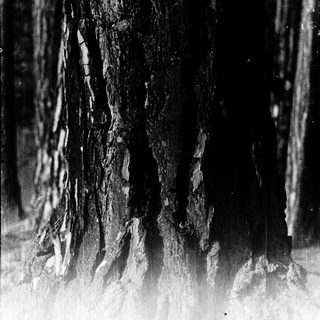 Smoldering tree trunk with visible flames.
