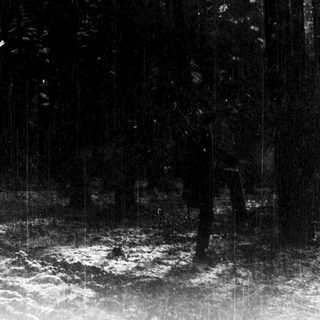 Dark forest canopy with illuminated river below.