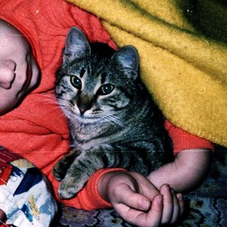 A person and a kitten resting together on a bed.