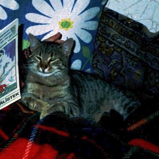 Child reading comic book with curious cat nearby.