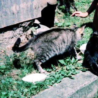 Two children interacting with cats outdoors.